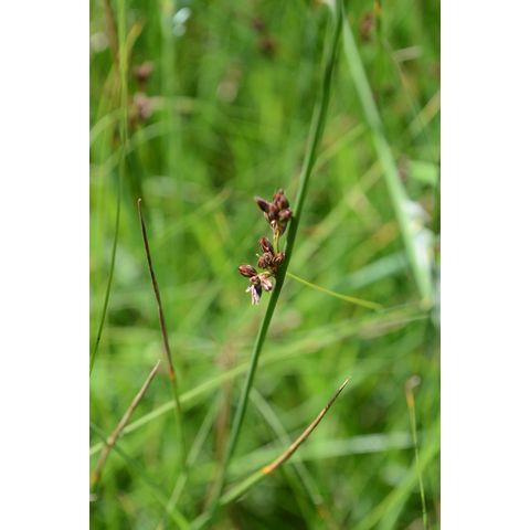 Juncus arcticus