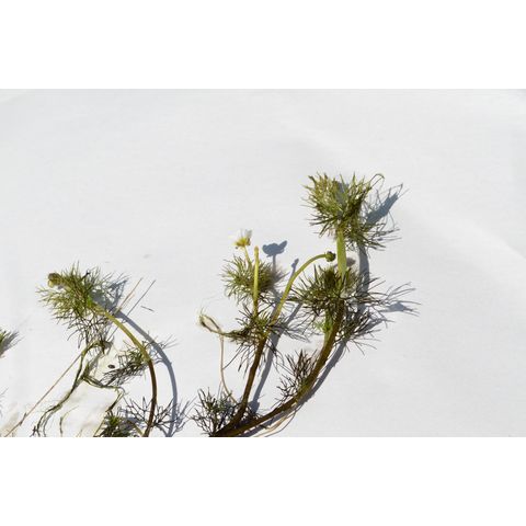 Ranunculus aquatilis