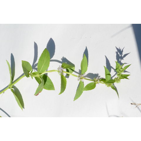 Mentha arvensis