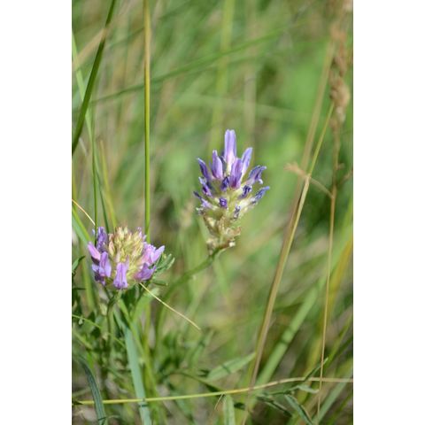 Astragalus agrestis
