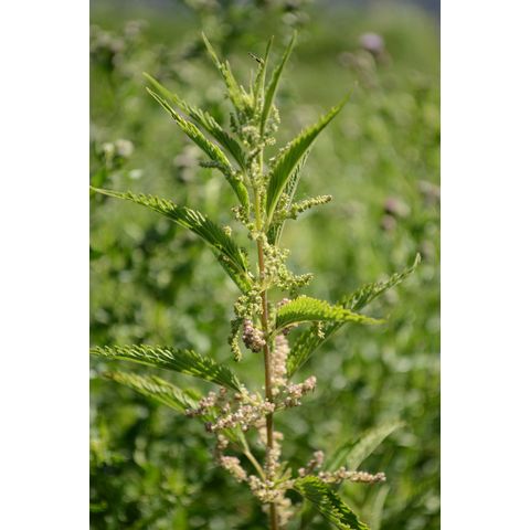 Urtica dioica