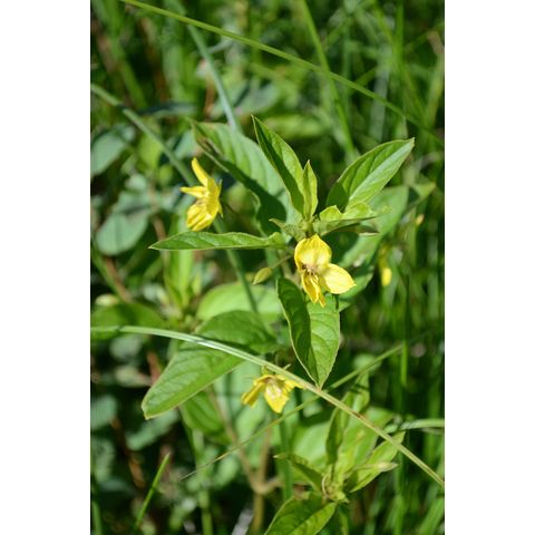 Lysimachia ciliata