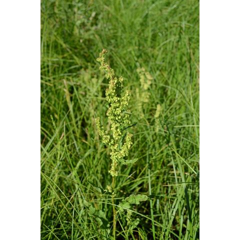Rumex crispus