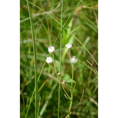 Erigeron philadelphicus