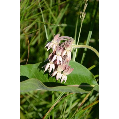 Asclepias speciosa