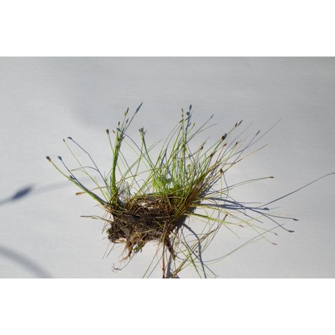 Eleocharis acicularis