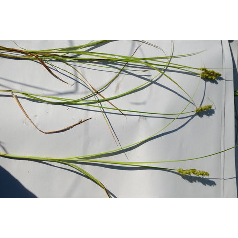 Carex vulpinoidea