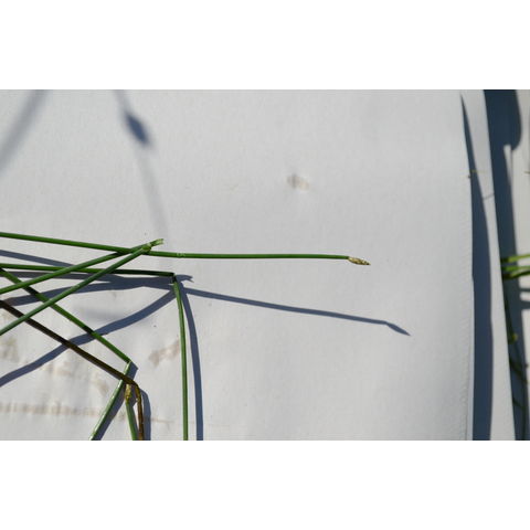 Eleocharis macrostachya