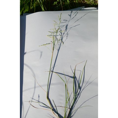 Puccinellia nuttalliana