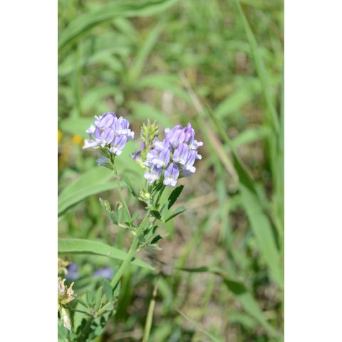 Medicago sativa