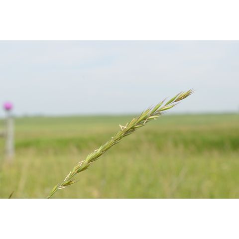 Elymus repens