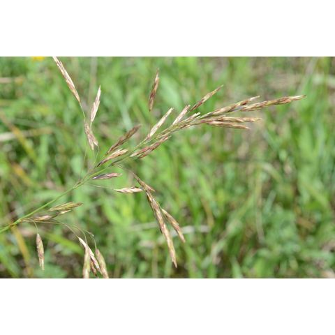 Bromus inermis