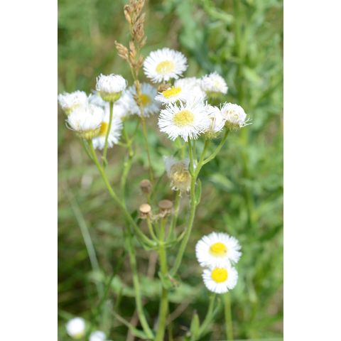 Erigeron philadelphicus