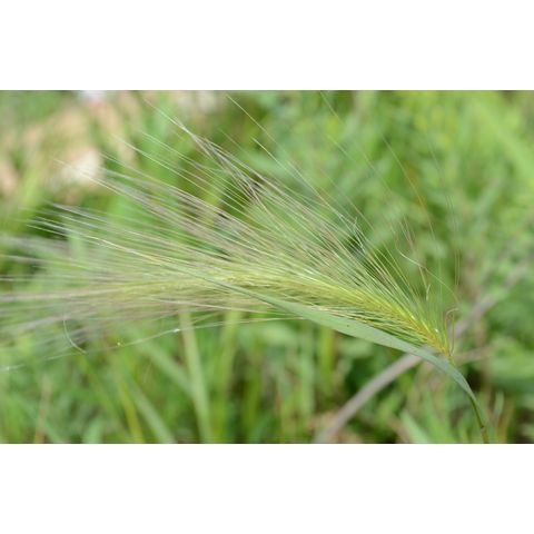 Hordeum jubatum