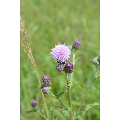 Cirsium arvense