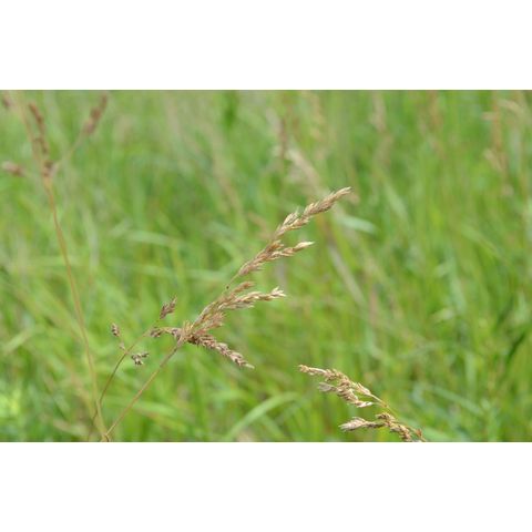 Poa pratensis
