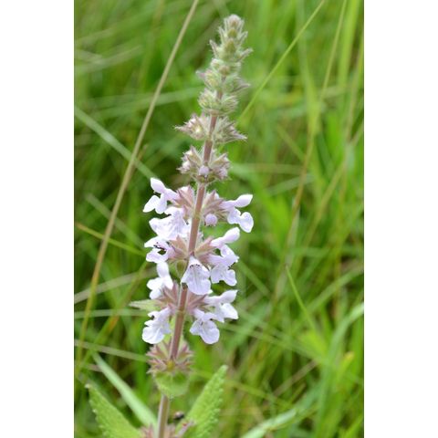 Stachys palustris