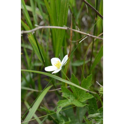 Anemone canadensis
