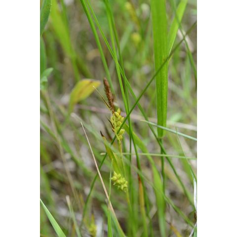 Carex crawei