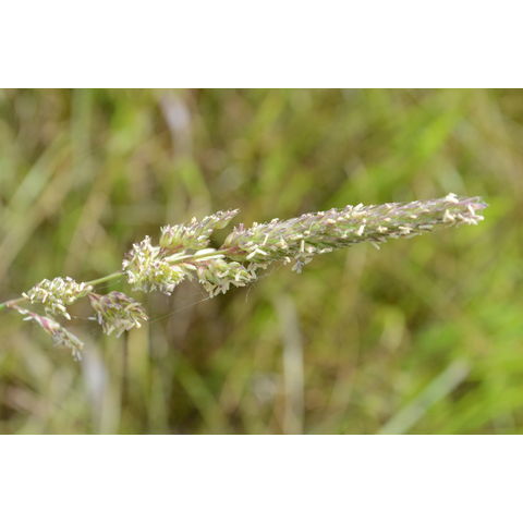 Phalaris arundinacea