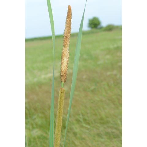 Typha angustifolia