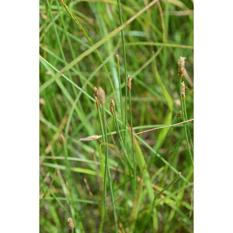 Eleocharis erythropoda