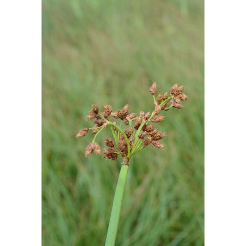 Schoenoplectus tabernaemontani