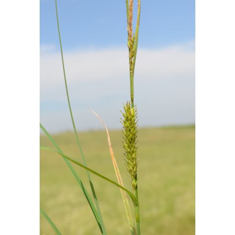 Carex atherodes