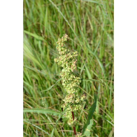 Rumex longifolius