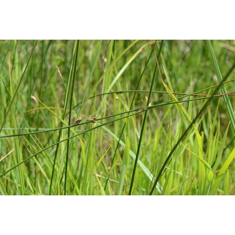 Juncus arcticus