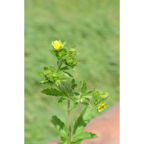Potentilla norvegica