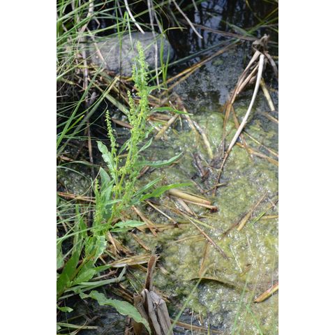 Rumex stenophyllus