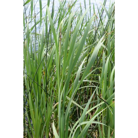 Typha latifolia