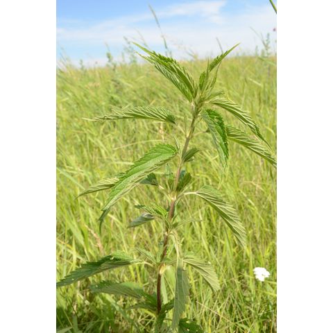 Urtica dioica