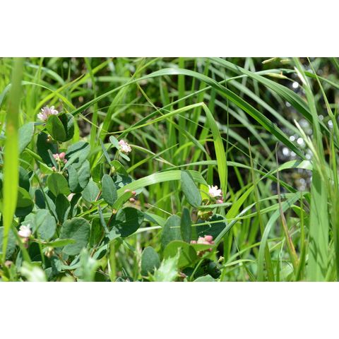 Symphoricarpos albus