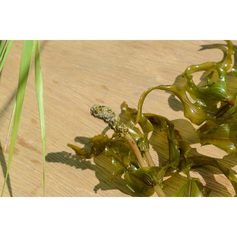 Potamogeton richardsonii