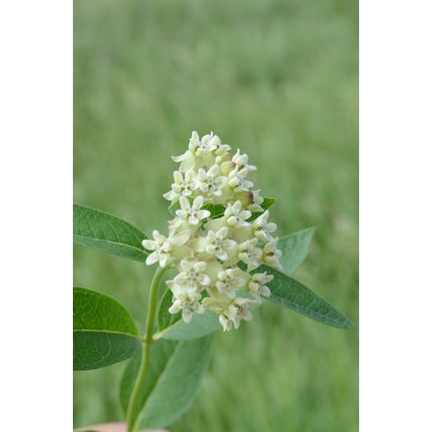 Asclepias ovalifolia