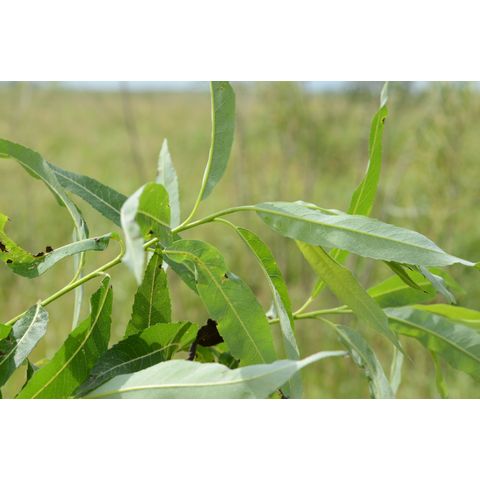 Salix petiolaris