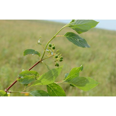 Cornus sericea