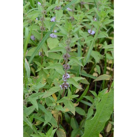 Mentha arvensis