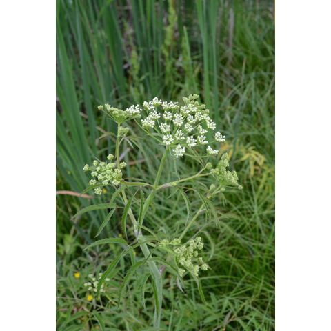 Cicuta maculata