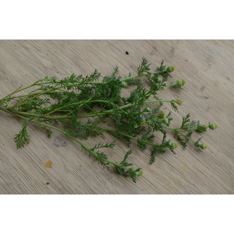 Matricaria discoidea