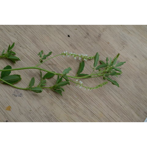 Melilotus officinalis