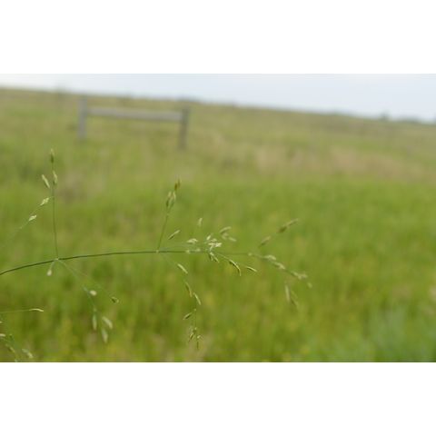 Poa palustris