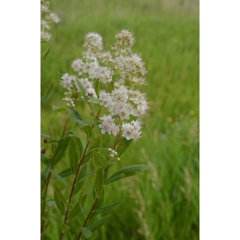 Spiraea alba
