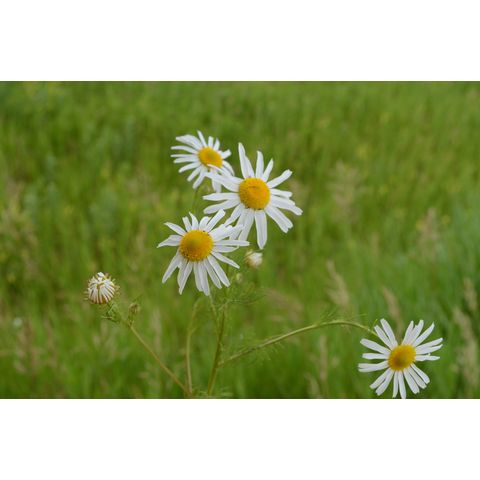 Tripleurospermum maritimum