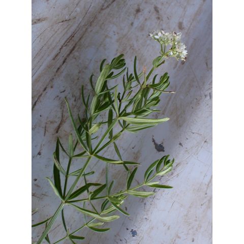 Galium boreale