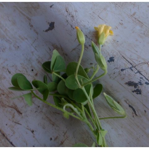 Oxalis stricta