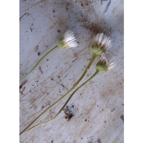 Erigeron subtrinervis