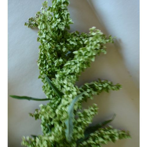 Rumex longifolius